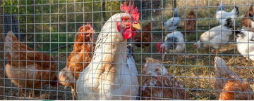 Secure & Stylish Fencing at GARVEE - GARVEE