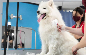 The Best Pet Supplies for Every Furry Friend - GARVEE