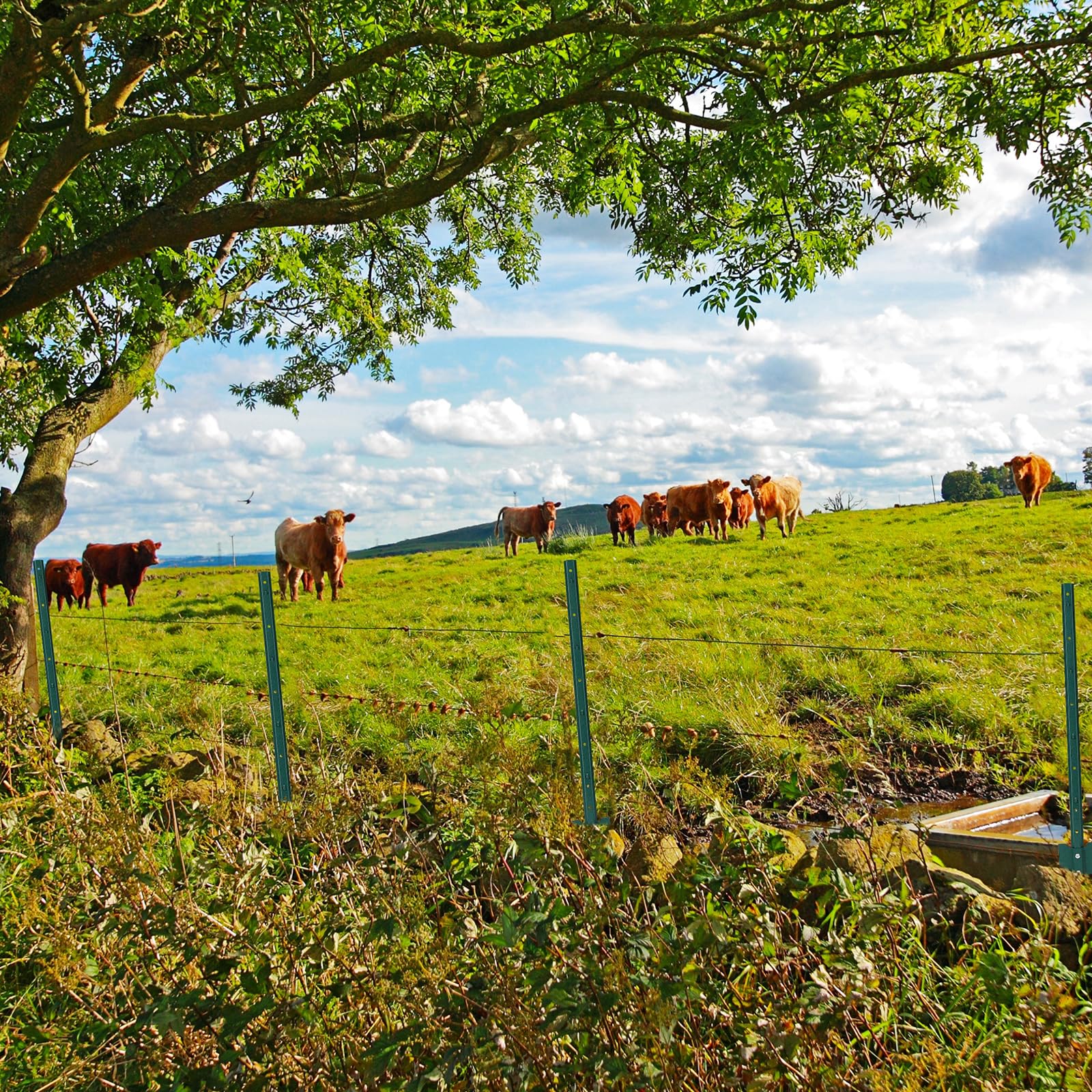 PPG_336ARG8C